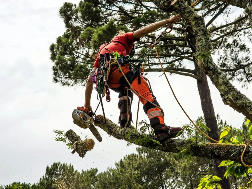 St George Tree Services featured image